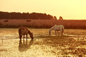 Horses in a lagoon of the Estancia Buenavista at sunset, Esquina, Corrientes, Argentina