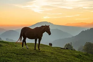 Romantic Gallery: Horses near Belchenflue, Solothurn, Switzerland