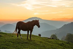 Solothurn Prints: Horses near Belchenflue, Solothurn, Switzerland