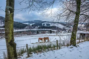 Nordrhein Westfalen Prints: Horses in the pasture above the Hill reservoir near Niedersfeld
