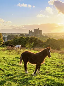 Fantasy Prints: Horses with Rock of Cashel in the background at sunset, Cashel, County Tipperary, Ireland
