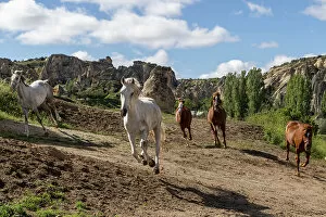 Images Dated 26th July 2022: Horses run free near Goreme, Cappadocia, Nevsehir Province, Central Anatolia, Turkey