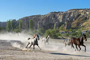 Kapadokya Prints: Horses running to Dalton Brothers Ranch