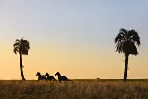 Images Dated 10th January 2022: Horses running in a field at sunset, Estancia Buena Vista, Esquina, Corrientes, Argentina