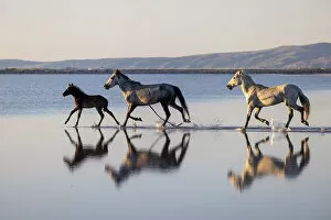 Salt Collection: Horses running on Lake Tuz, Central Anatolia, Turkey