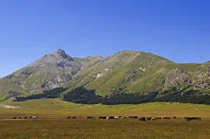 Abruzze Gallery: Horses at Vado di Sole, Campo Imperatore, Gran Sasso National Park, Abruzze, Italy