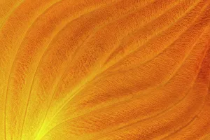 Abstract Prints: Hosta leaves in autumn (closeup) Winnipeg, Manitoba, Canada