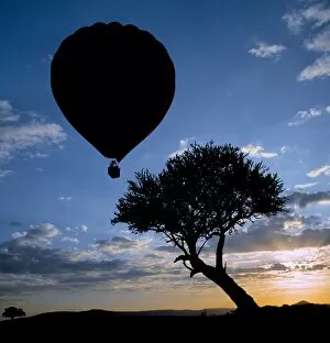 Masai Mara Collection: A hot air balloon takes off in Masai Mara Game Reserve