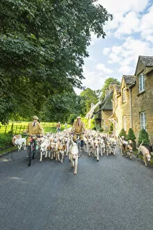 Images Dated 22nd January 2021: Hounds, Broadway, the Cotswolds, England, UK