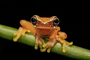 Rain Forest Prints: Hourglass Tree Frog (Dendropsophus ebraccatus), Costa Rica