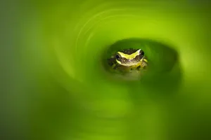Watching Gallery: Hourglass treefrog (Dendropsophus ebraccatus), Arenal, Costa Rica