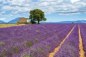 Agricultural Prints: House on the edge of a lavender field in full bloom in early July, Plateau de Valensole