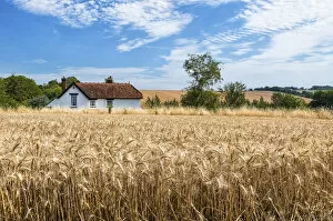Harvest Gallery: House in the wheat near Chilham, Kent, England