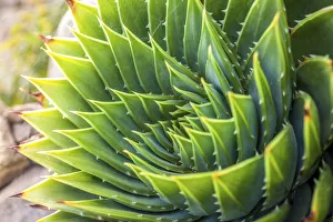 Spiral Prints: Houseleek plants in the garden of St. Michael`s Mount, Cornwall, England