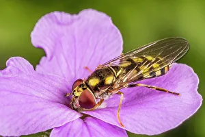 Insects Prints: Hoverfly on Dames Rocket, Ontario, Canada