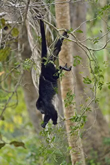 Images Dated 22nd May 2013: Howler Monkey, near Belize City, Central America