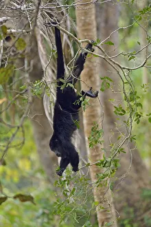 Climb Prints: Howler Monkey, near Belize City, Central America