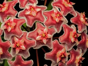 Rainforests Prints: Hoya spp. blossom, Boca Tapada, Alajuela Province, Costa Rica