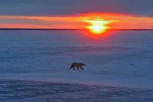 Windy Prints: Hudson Bay coastline at freeze-up- polar bear wandering along the coast at sunset