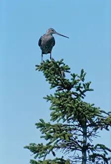 Spruce Tree Prints: Hudsonian godwit (Limosa haemastica) in spruce tree Churchill, Manitoba, Canada