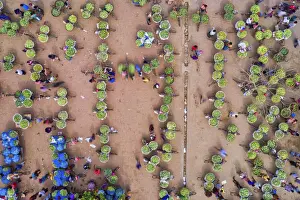 Huge baskets of mangoes are assembled one of the largest markets at Kansat