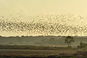 Vastness Collection: A huge flock of Glossy Ibis (Plegadis falcinellus) flying over a rice field at the
