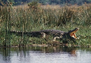 Crocodile Prints: Huge Nile crocodiles bask on the banks of the Victoria