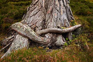 Hugging Tree Roots, Highland Region, Scotland
