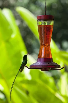 Humming Bird, Reach Falls, St. Elizabeth Parish, Jamaica, Caribbean Humming Bird, Reach Falls, St. Elizabeth Parish, Jamaica, Caribbean