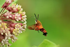 Busy Prints: Hummingbird Clearwing Moth (Hemaris thysbe) nectaring on Common Milkweed (Asclepias syriaca)