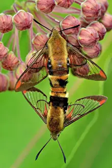 Breeding Prints: Hummingbird moth (Hemaris thysbe) Mating individuals