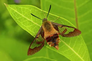 Plant Eater Prints: Hummingbird moth resting on a milkweed leaf, Greater Sudbury, Ontario, Canada