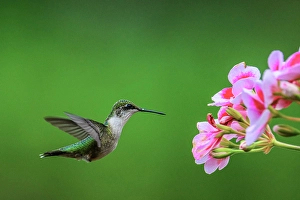 Moving Prints: Hummingbird, Ontario, Canada