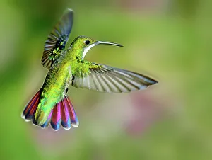 Trinidad Prints: Hummingbird, Trinidad, Republic of Trinidad and Tobago