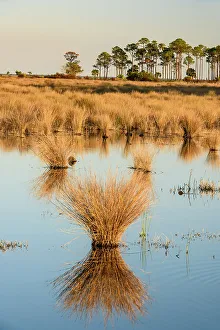 Fresh Water Prints: Hummocks of marsh grasses in a salt water marsh, St. Marks NWR, Florida, USA