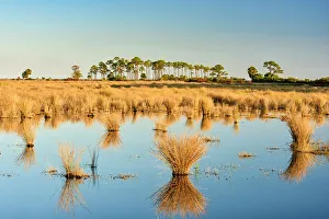 Salt Marshes Prints: Hummocks of marsh grasses in a salt water marsh, St. Marks NWR, Florida, USA