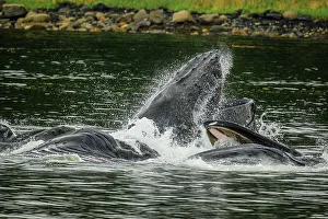 Whale Pod Prints: Humpback whale (Megaptera novaeangliae)