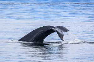 Marine Mammals Prints: Humpback whale (Megaptera novaeangliae) Diving
