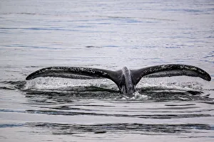 Marine Mammals Prints: Humpback whale (Megaptera novaeangliae) Diving