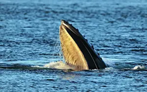 Copy Space Prints: Humpback whale (Megaptera novaeangliae) Lunge feeding behaviour
