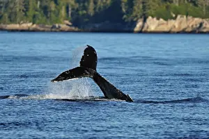 Copy Space Prints: Humpback whale (Megaptera novaeangliae) Tail-slapping behaviour