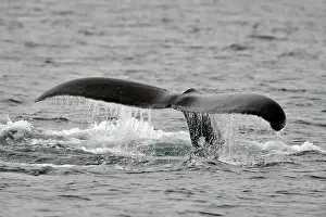 Copy Space Prints: Humpback whale (Megaptera novaeangliae) Tail-slapping behaviour