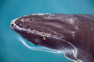 Queensland Prints: Humpback whale underwater, Hervey Bay, Queensland, Australia