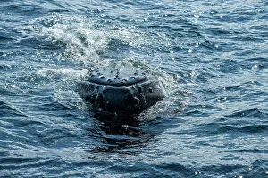 Graceful Prints: Humpback whales feeding and hunting for capelin
