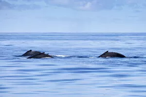 Images Dated 18th January 2017: Three Humpback Whales, Ningaloo Marine Park