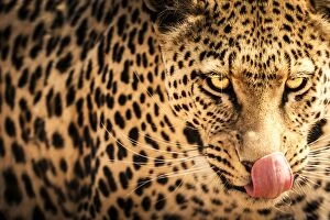 Wild Collection: Hungry leopard, Namibia