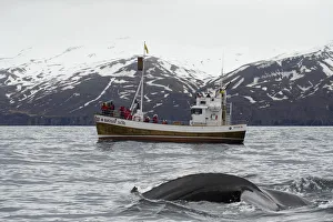 Tours Prints: Husavik, northern Iceland. Whale watching
