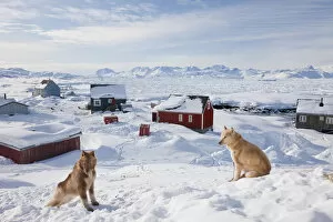Images Dated 25th February 2010: Huskies, Tiniteqilaq in winter, E. Greenland
