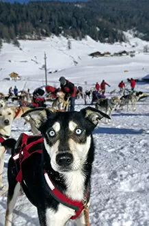 Images Dated 16th May 2014: Husky, dog sled tour along an alpine track, Sexten, Alpe Nemes, Dolomite Mountains