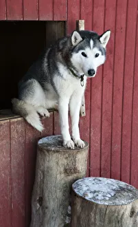 Images Dated 10th August 2011: Husky, Lapland, Finland